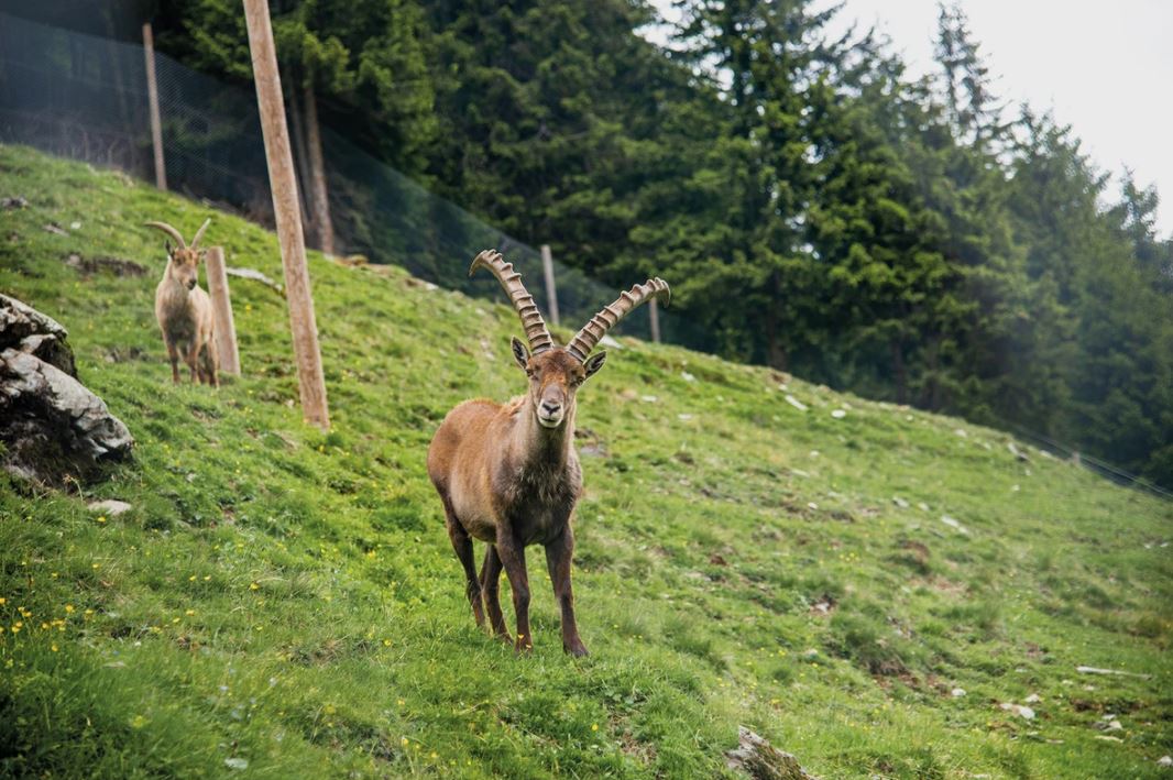 Steinbock am Wildlife Trail im Talschluss von Hinterglemm