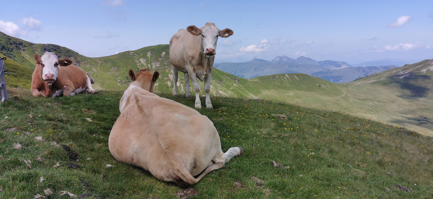 Hauswanderung auf den Hochkogel