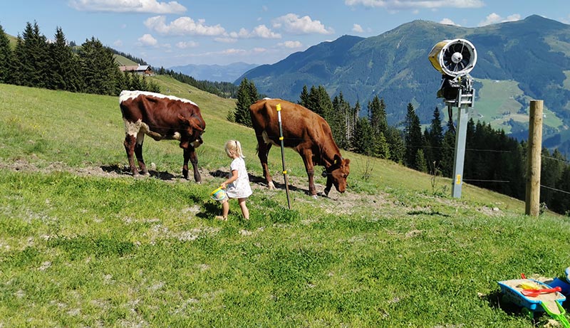 Unsere Kälber sind im Sommer auf "Sommerfrische" in der Hochalm