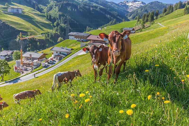 Fünf Kälber auf einer saftig grünen Wiese im Frühling, umgeben von Löwenzahn. Im Hintergrund sind die schneebedeckten Berge von Saalbach-Hinterglemm zu sehen. Die Kälber schauen direkt in die Kamera und vermitteln ein idyllisches Bild der Landwirtschaft.