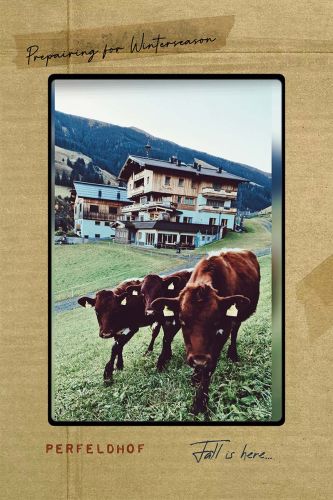 Die Kälber werden im Herbst auf die Weide gebracht