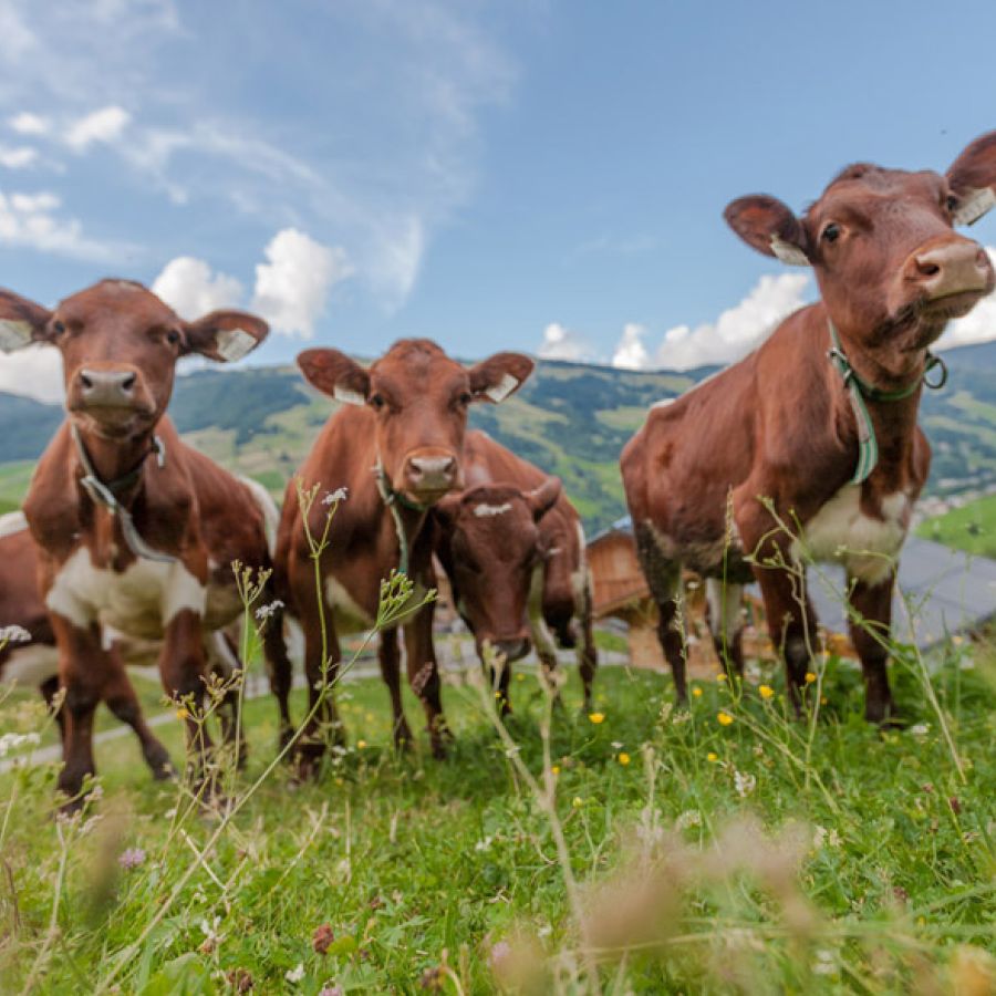Urlaub auf dem Bauernhof in Hinterglemm
