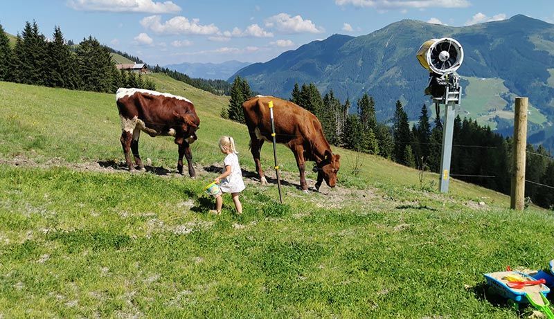Unsere Kälber sind im Sommer auf "Sommerfrische" in der Hochalm