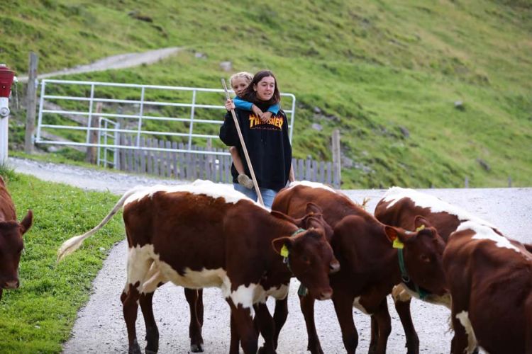 Am Abend bringen die Kinder die Kälber zurück in den Stall