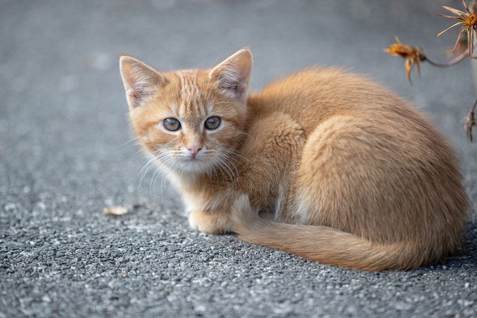 Hofkatze Pauli