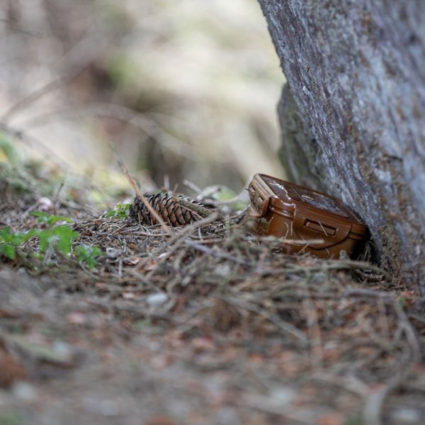 Geocaching im Wald - versteckte Box