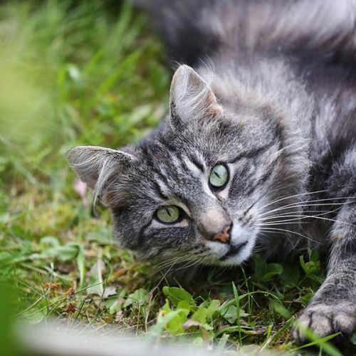 Unser Kater Simba