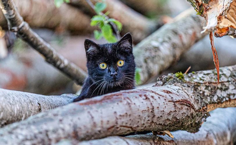 Katze Lilli