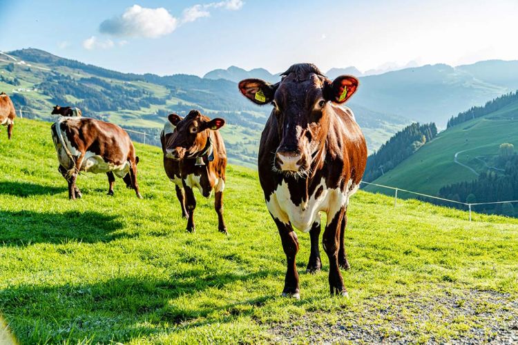 Almauftrieb unserer Pinzguaer Kühe