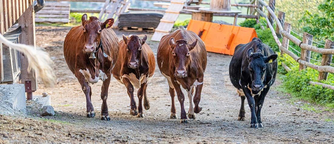 Die Kühe in Vorfreude auf den Almsommer
