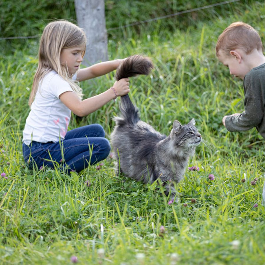 Kinder streicheln Katze im Urlaub