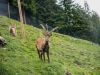 Steinbock am Wildlife Trail im Talschluss von Hinterglemm