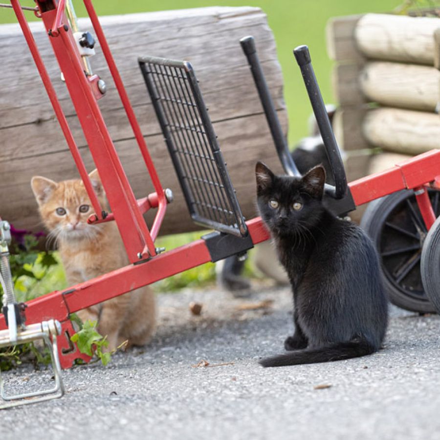 Katzen am Perfeldhof