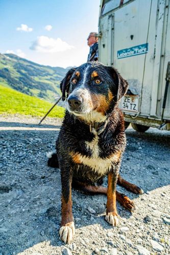 Hofhund Nero