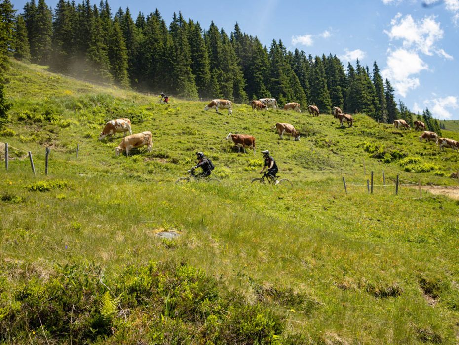 Familienwanderung zur Hacklbergalm in Hinterglemm