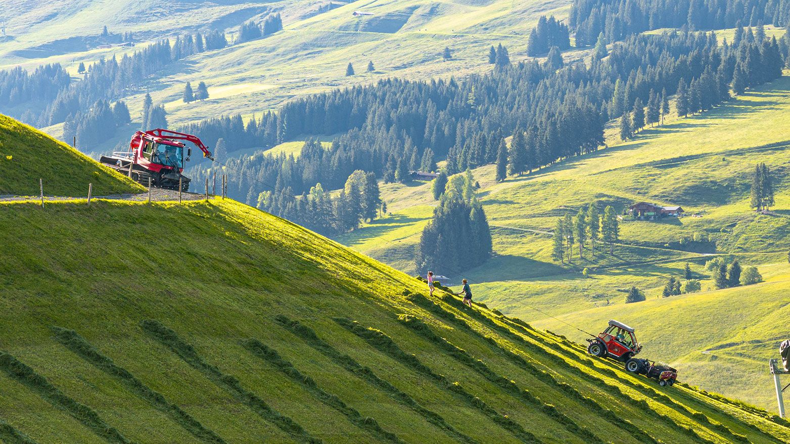 Drohnenaufnahme einer Heuarbeit auf dem Bergbauernhof. Zwei Personen mit Rechen arbeiten auf dem frisch gemähten Gras, während ein Pistenbully mit Seilwinde einen Metrac zieht, der das Gras für das Silieren zusammenschlägt. Ein Muli ist bereit, das Gras in die Heutenne zu transportieren.