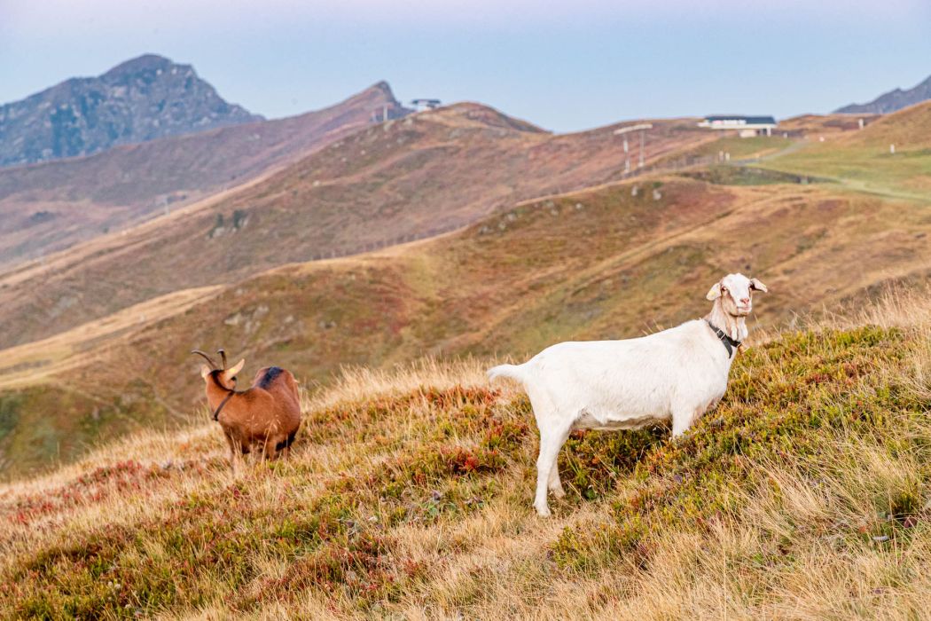 Herbstliche Sonnenaufgangswanderung zur Hochalmspitze