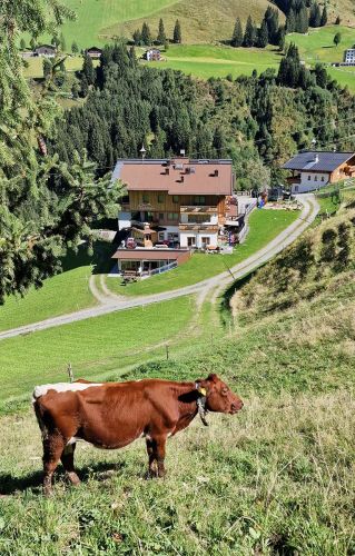 Pinzgauer Kuh auf der Weide