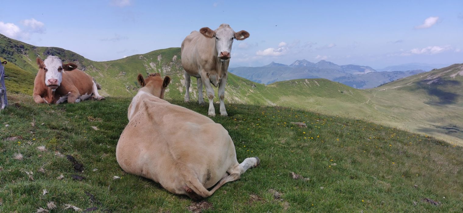 Hauswanderung auf den Hochkogel