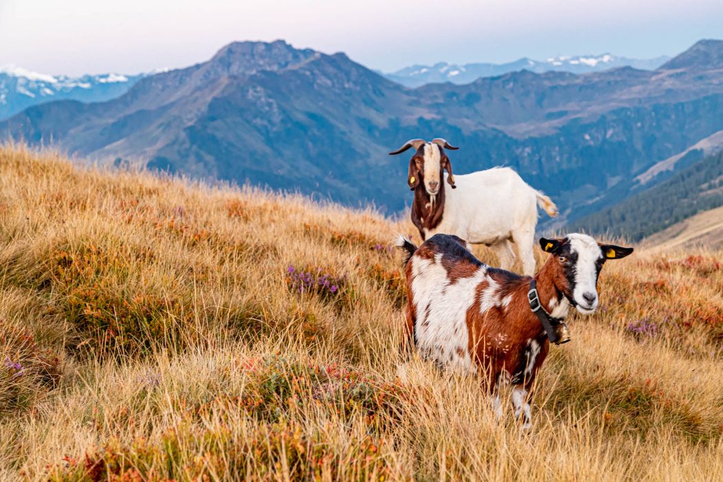 Herbstliche Sonnenaufgangswanderung zur Hochalmspitze
