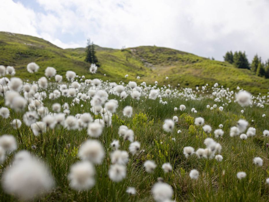 Familienwanderung zur Hacklbergalm in Hinterglemm