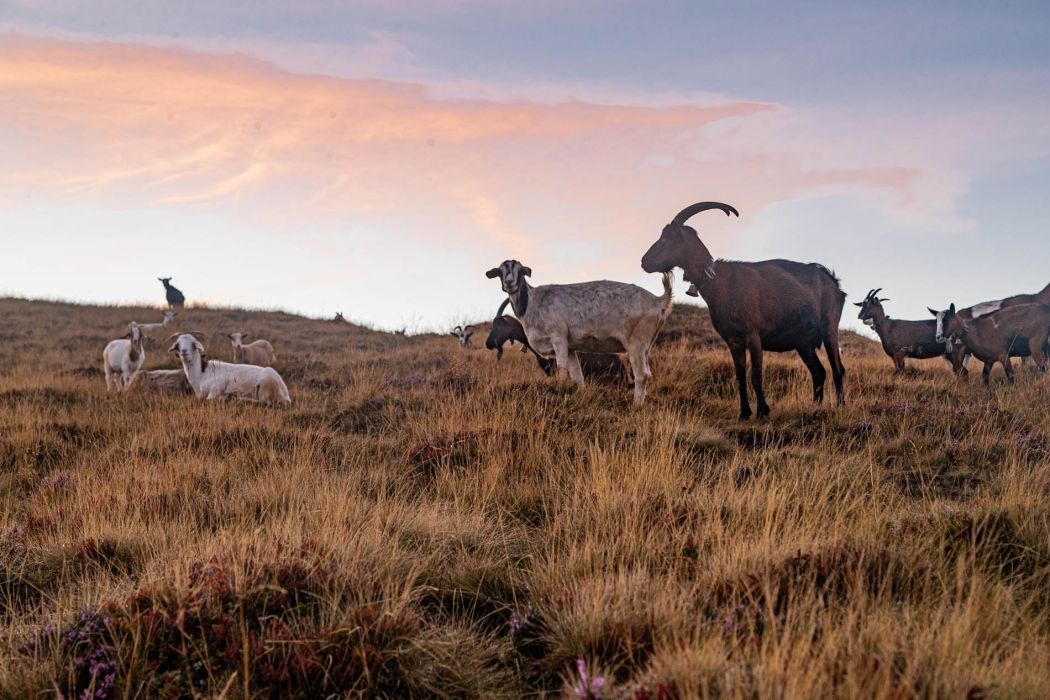 Herbstliche Sonnenaufgangswanderung zur Hochalmspitze