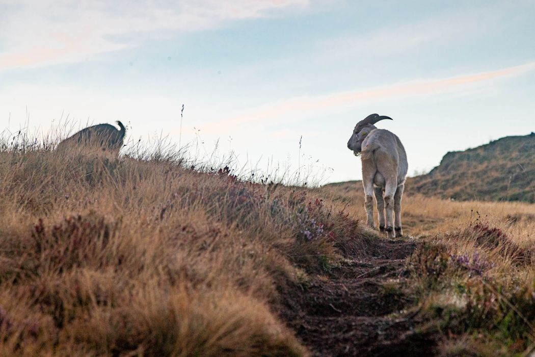 Herbstliche Sonnenaufgangswanderung zur Hochalmspitze