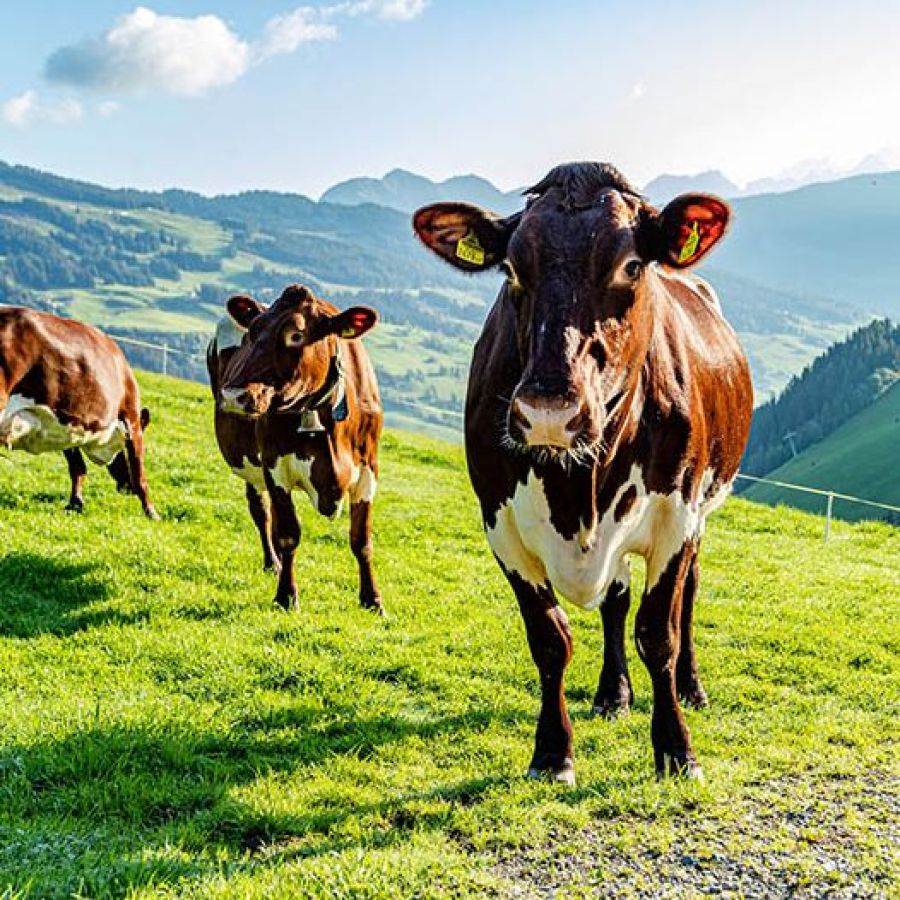 Urlaub auf dem Bauernhof