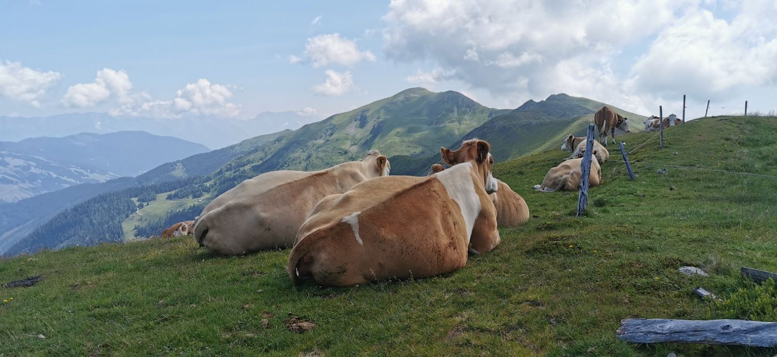 Hauswanderung auf den Hochkogel